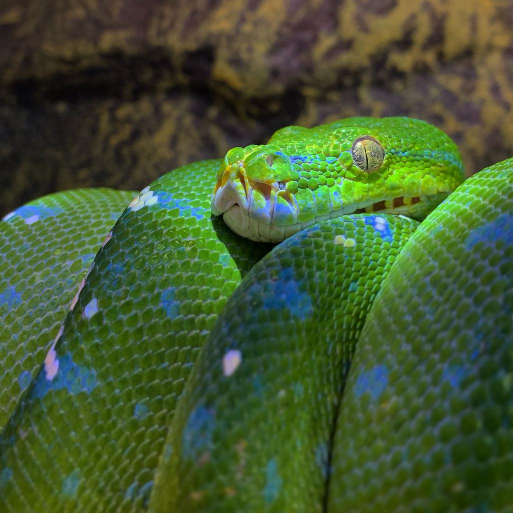 Green Tree Python | Long Tail Reptiles